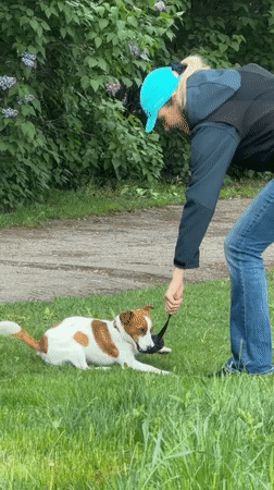 Woman walks and plays with Jack Russell in Riga park