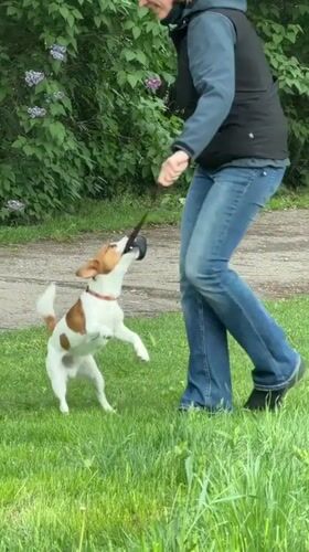 Woman walks and plays with Jack Russell in Riga park