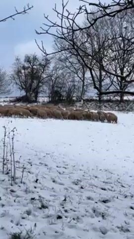 A wide shot shows a large flock of sheep moving across a snow-covered field under a cloudy sky. Several bare trees stand in the background. A few small, bare plants appear in the foreground. The overall impression is one of a cold, wintery day.