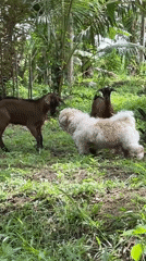 Rural morning scenes with dogs, goats captured in Carmen Philippines