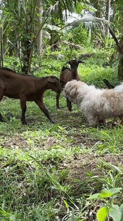 Rural morning scenes with dogs, goats captured in Carmen Philippines
