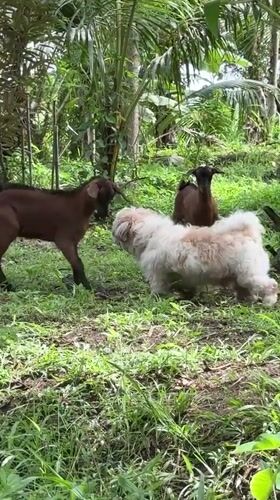 Rural morning scenes with dogs, goats captured in Carmen Philippines