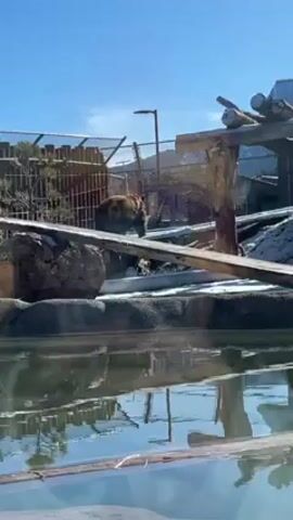 The video shows a bear in an enclosure. The bear is brown and black and walking on a wooden structure next to a pool of water. There is a fence and some snow in the background. The sky is blue. The video appears to be taken from inside a building, looking out through a window. The bear is walking slowly and deliberately.