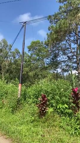The video opens on a power pole with wires stretching across the frame, set against a bright blue sky with scattered clouds. Lush green vegetation, including tall grasses and leafy bushes, dominates the foreground and middle ground. A dirt road is visible on the left side of the frame, and in the distance, a dense forest of tall trees, including some with white trunks, creates a verdant backdrop. The scene appears to be set in a rural or natural environment.

As the video progresses, a person riding a scooter appears on the dirt road, moving away from the camera. The rider is wearing a helmet and a backpack. The scooter has a passenger as well, although they are less visible. The road curves slightly to the right, leading into the forested area. The vegetation continues to be dense and green on either side of the road, with some colorful plants, possibly ornamental, interspersed within the greenery. The time of day is clearly daytime, given the bright sunlight casting shadows and illuminating the scene. The weather appears to be clear and sunny. The location cues of lush vegetation, tall trees, and a dirt road suggest a tropical or subtropical environment. The overall mood is peaceful and serene, depicting a scenic journey through nature. There is no visible text within the video.
