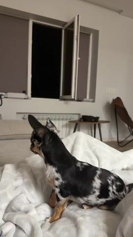 A small, tri-colored dog with merle markings sits on a white blanket on a bed. The dog looks to the left, then turns its head to the right. The room appears to be a bedroom with a window in the background. The window has open shutters and blinds. There is a bed with pillows and a blanket. A small table with a lamp and a chair are visible in the background.