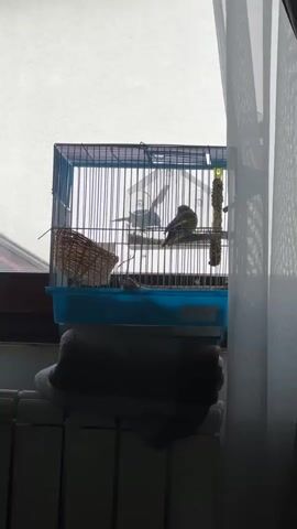 A green bird is in a blue cage on a windowsill.  The cage has a perch and a small basket.  A towel lies beneath the cage on a radiator.  A white curtain hangs to the right of the cage.