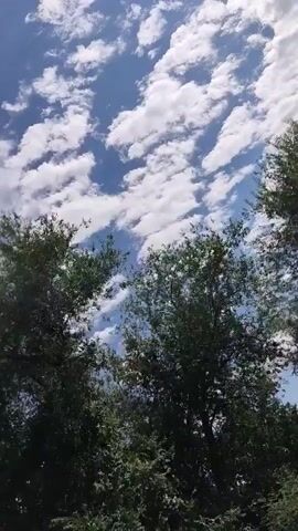 The video shows a low-angle shot looking up at the sky, with trees in the foreground. The sky is blue with scattered white clouds, some of which are wispy and streaky. The trees are green and leafy, with some branches extending into the frame. The camera appears to be panning slowly or moving slightly, causing the trees to sway gently. The overall impression is one of a breezy day outdoors.