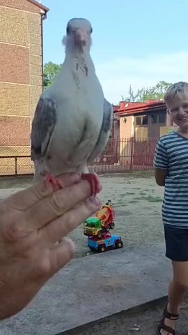 A hand is holding a white pigeon with grey markings on its wings. The pigeon is perched on a finger. Behind the hand and pigeon, a young boy with blond hair smiles at the camera. He is wearing a striped t-shirt and shorts. In the background, there are buildings and a fence. Several toy trucks are stacked on top of each other on the ground between the hand and the boy. The sky is visible above.