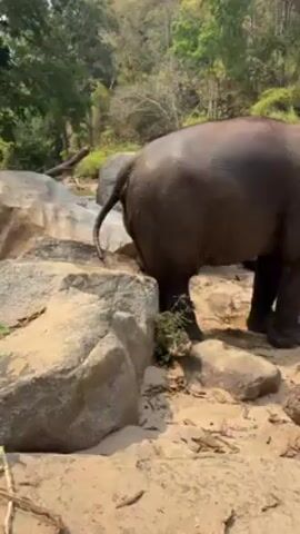 The video shows an elephant standing among rocks, a small stream, and sandy ground. The elephant is dark gray and appears to be wet. The elephant is on the edge of a sandy area near the rocks, with trees and vegetation in the background.