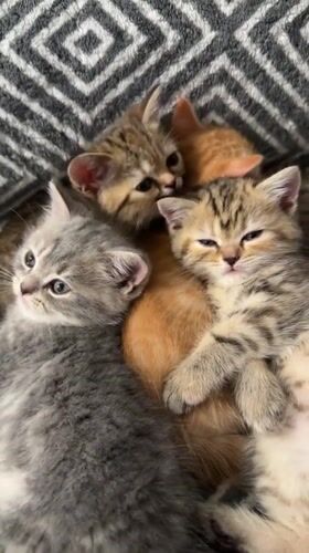 Kitten pile in Fort Erie: sleeping, playing, and being tiny
