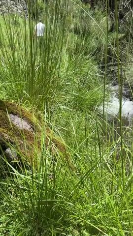 The video shows a close-up view of a small, flowing stream surrounded by tall green grass and trees. The water appears to be clear and is gently moving over rocks. The sun is shining, casting shadows through the trees. The overall impression is one of a peaceful, natural setting.