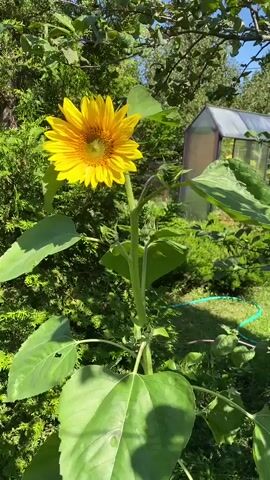 A single sunflower stands tall and in bloom in a garden setting. The sunflower has bright yellow petals and a textured brown center. It is supported by a thick green stem, with large green leaves branching out from it. In the background, lush green foliage and trees create a natural backdrop. A small structure, possibly a greenhouse, is partially visible on the right side of the frame. The overall scene is bathed in natural daylight, suggesting an outdoor environment on a sunny day.