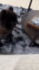 Late night domestic moments with Pomeranian dog in Kathu