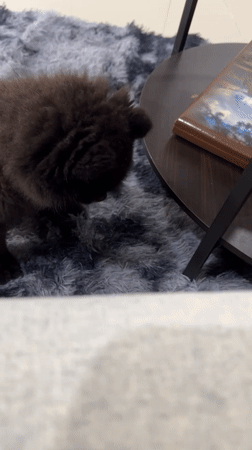 Late night domestic moments with Pomeranian dog in Kathu