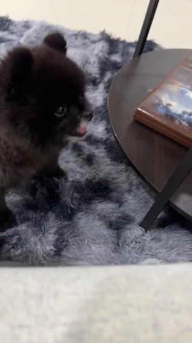 Late night domestic moments with Pomeranian dog in Kathu