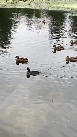 This is a medium-shot video of a group of ducks swimming in a pond. The water is calm and reflects the surrounding trees and sky. In the foreground, a dark-colored duck is swimming to the left, leaving a wake behind it. To its right, a group of three brown ducks are swimming in a line, also leaving wakes. Further back, more ducks can be seen swimming. The pond is surrounded by lush green foliage and lily pads. The video is captured from a stationary position on the bank of the pond.