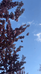 Spring afternoon activity observed in Berlin park area