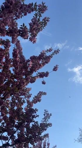 Spring afternoon activity observed in Berlin park area
