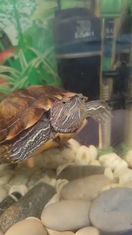 This is a close-up video of a red-eared slider turtle swimming in an aquarium. The turtle is facing forward and appears to be looking at the camera. Its shell is brown and green, and it has red stripes on its head and legs. The aquarium contains gravel at the bottom and a decorative background with green and red plants.