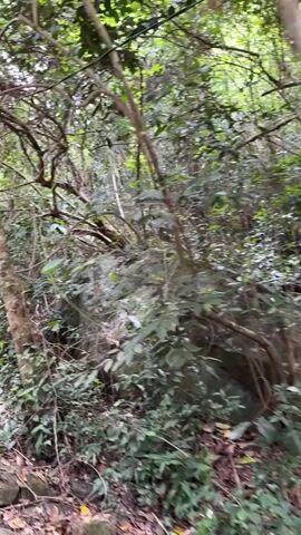 The video shows a person walking on a paved path through a dense forest. The path is made of grey cobblestones and is bordered by rocks and fallen leaves. Trees with lush green foliage surround the path, creating a shaded and natural environment. The camera is held at a low angle, focusing on the path and the surrounding vegetation. The footage appears to be captured during daylight hours, with natural light filtering through the trees. There are no other people or animals visible in the video. The overall scene depicts a peaceful and serene natural setting.
