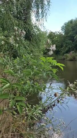 A video captures a still shot of a body of water, likely a river or lake, surrounded by lush green vegetation and trees. The water's surface is disturbed by what appears to be raindrops, creating small ripples. In the foreground, some plants with fluffy seed heads are visible, with the water reflecting the sky and the surrounding foliage. The overall atmosphere is serene and natural.
