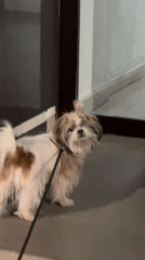 Evening dog walk documented through Tbilisi streets