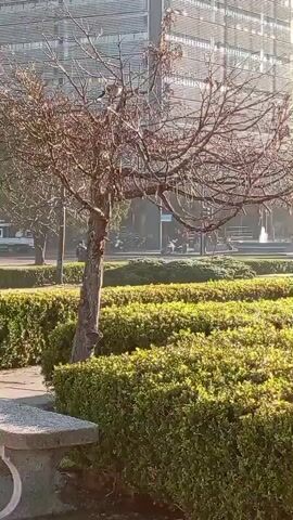 The media file shows a park scene in La Plata, Argentina, during daylight. The foreground features a concrete bench and a leafless tree with sparse brown foliage, suggesting it might be autumn or winter. Behind the tree, a meticulously maintained row of green hedges is visible, creating a layered effect. In the background, a large, modern building with a distinctive horizontal slatted facade dominates the skyline. Beyond the hedges and tree, a street can be seen with traffic, including cars and motorcycles, indicating an urban environment. The sunlight casts a warm glow on the scene, suggesting a pleasant, possibly sunny day. There are no visible people in the immediate foreground, but figures can be faintly discerned on the street in the background, along with what appears to be a fountain. The overall impression is one of a calm, urban park setting.
