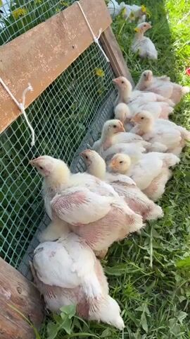 A group of approximately ten white broiler chickens huddle together in the grass next to a wire mesh enclosure. The chickens are young and their feathers are not fully developed, with some pink skin showing through. The enclosure is made of wood and green wire mesh and there is a white string tied to one side. The chickens are resting in a sunny spot surrounded by green grass and dandelions. One chicken is visible in the background, slightly separated from the main group.