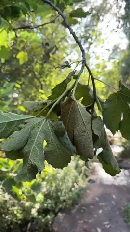 A close-up, low-angle shot focuses on a cluster of large, green fig leaves hanging from a tree branch. The leaves display prominent veins and some appear slightly wilted or curled, with one leaf showing brown discoloration and damage. The branch itself is dark brown and thin. The background is a blur of green foliage and dappled sunlight, suggesting an outdoor, natural setting. The lighting indicates it is daytime, likely late afternoon or early evening due to the soft, warm quality of the light. The overall impression is one of a close-up nature study, highlighting the texture and details of the fig leaves against a soft, out-of-focus backdrop of a garden or wooded area. There is no visible text in the image. The location context of Golan Regional Council, Israel, suggests a warm climate where fig trees are common.