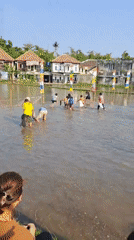 Community games in flooded rice paddies, Ngaglik Indonesia