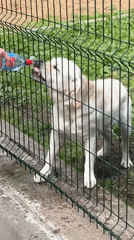 Morning dog park activities captured in Mytishchi, Russia