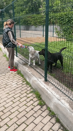 Morning dog park activities captured in Mytishchi, Russia