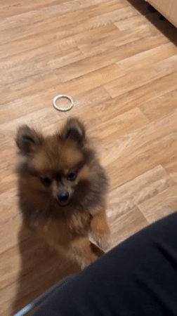 White cat and brown dog captured in domestic scenes