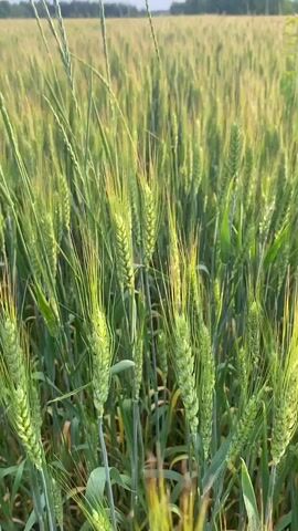 This is a close-up, vertical video of a wheat field. The camera is positioned low, looking up at the stalks of wheat. The wheat is green and appears to be in the early stages of growth, with some stalks showing developing seed heads. The field stretches out into the distance, with more wheat visible under a bright, overcast sky. The sun is not directly visible but its light illuminates the scene, creating a warm glow on the wheat. In the far distance, a line of trees marks the edge of the field. The video is calm and peaceful, with no discernible action or people.