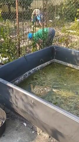 A person wearing a green shirt and blue hat is tending to a large black rectangular container filled with murky green water. They are bent over the container, appearing to be working inside it. The container is outdoors, with a chain-link fence and vegetation visible in the background. Sunlight illuminates the scene.