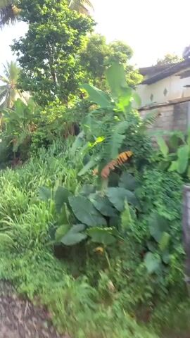 The video shows a side view of a train traveling along a track. The train cars are brown and have visible windows and ventilation grates. The scenery outside the train is lush and green, with abundant tropical vegetation. Palm trees and large-leafed plants are prominent, and the foliage appears dense. The sky is visible at the top of the frame and appears to be partly cloudy. The camera is positioned to capture the passing landscape from the perspective of someone on the train, looking outwards.