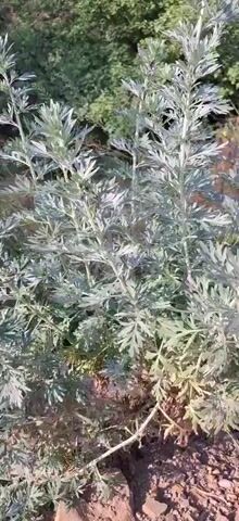 The video shows a close-up view of a bushy plant with feathery, silver-green leaves. The plant is outdoors, with blurred green foliage in the background and brown soil visible at the bottom of the frame. The leaves are deeply divided and appear to be covered in fine hairs. The plant is tall and upright, with multiple stems branching out from the base. The sunlight highlights the texture and color of the leaves.