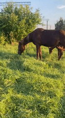 Mare and foal grazing in a rural Russian field