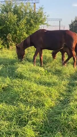 Two horses are grazing in a grassy field. The larger horse is a dark brown mare, and a smaller, lighter brown foal is tucked beneath her. They are in a rural setting, with trees and a blue sky with a few clouds visible in the background. The sun is shining, casting a warm glow on the scene, suggesting it is either morning or late afternoon. The horses appear calm and content as they eat the lush green grass. There is no visible text in the video.