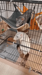 Pet rats observed in cage in Putilkovo, Russia