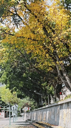 Urban flora documented in Yuzhong District early morning