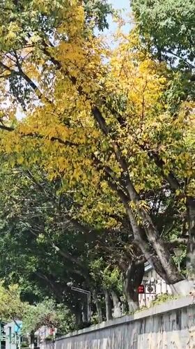Urban flora documented in Yuzhong District early morning