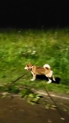 A medium-sized dog with tan and white fur is running on a grassy area next to a dirt path at night. The dog is on a leash. The grass is green and appears to be somewhat wet. The background is dark, indicating it is nighttime, with faint white specks scattered throughout the grass that may be flowers or debris. The camera is moving, causing motion blur. The dog is looking to its left, with its tail curled over its back.