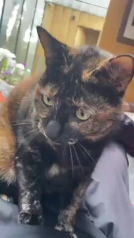 A tortoiseshell cat is lying on a person's lap. The cat looks old with droopy eyes. The background of the shot includes plants and windows.
