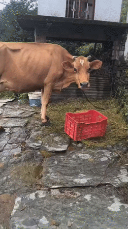 Quiet morning around Haini's hillside lanes, cows and greenery