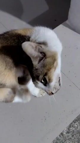 A calico cat is resting on a tiled floor, grooming itself. A person's hand reaches out and pets the cat's back. The cat then stands up and walks towards a corner of the room. The floor is gray and the walls are white. The lighting is dim.