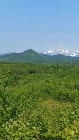 A video shows a panoramic view of a lush green landscape with rolling hills covered in dense trees. In the background, snow-capped mountains rise majestically against a clear blue sky. The camera pans slightly to the right, revealing more of the verdant terrain and the majestic mountain range. The overall impression is one of natural beauty and serene wilderness.