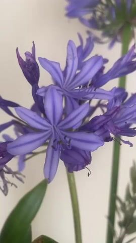 A close-up shot of a cluster of purple flowers with star-shaped petals and dark stamens. The flowers are on a light background. There are green leaves and stems visible. The image is slightly out of focus and the lighting is soft. The flowers are arranged in a bouquet with other flowers and foliage.