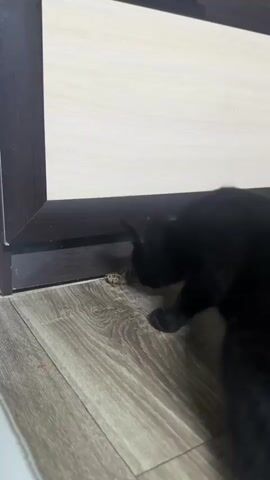A black cat is on a wooden floor near a doorway. A grasshopper is on the floor near the cat. The cat looks at the grasshopper.
