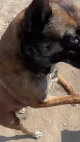 A medium-sized brown dog, possibly a Belgian Malinois, stands on a light-colored, sandy or gravelly surface. The dog is looking up towards the camera. It then picks up a large stick from the ground and looks into the camera, and then the camera moves, showing the shadow of a person, presumably the person filming the dog. The setting appears to be an outdoor, possibly rural or semi-rural environment.